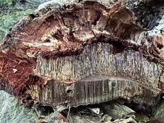 Ganoderma pfeifferi