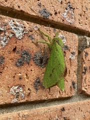 Aenetus eximia