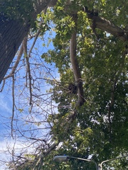 Pseudobombax septenatum