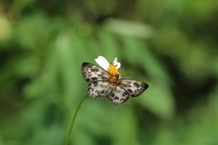 Abraximorpha davidii