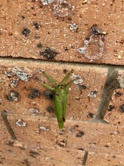 Aenetus eximia