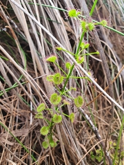 Drosera porrecta