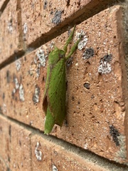 Aenetus eximia
