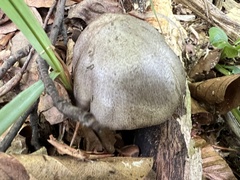 Tricholoma sciodes