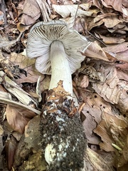 Tricholoma sciodes