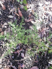 Asparagus acutifolius