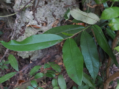 Diospyros blancoi