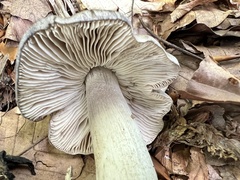 Tricholoma sciodes