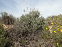 Euryops speciosissimus