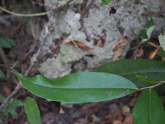 Diospyros blancoi