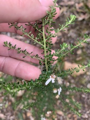 Olearia microphylla