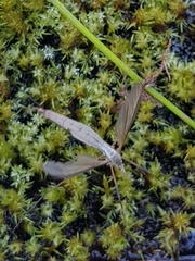 Tipula paludosa