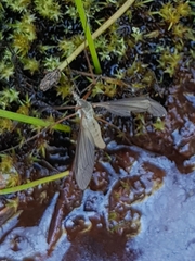 Tipula paludosa
