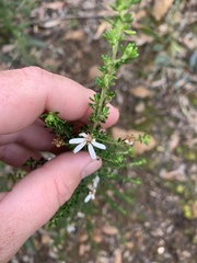 Olearia microphylla