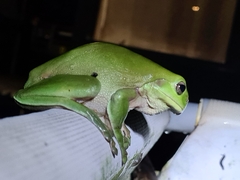 Ranoidea caerulea