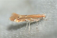 Cremastobombycia solidaginis