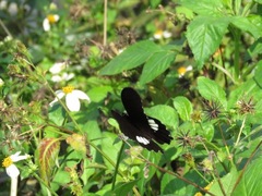 Papilio castor formosanus