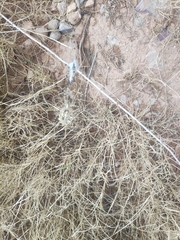 Argiope lobata