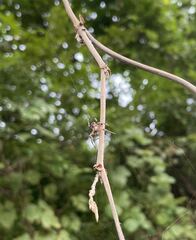 Araneus ventricosus