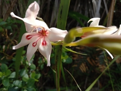 Gladiolus carneus