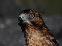 Buteo galapagoensis