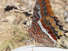 Charaxes jasius