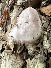 Mycena rosea