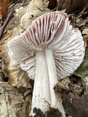 Mycena rosea