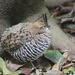 Banded Quail - Photo (c) Erick Noe Tapia Banda, some rights reserved (CC BY-NC)