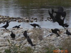 Corvus macrorhynchos