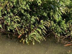 Persicaria lapathifolia lapathifolia