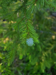 Adelges abietis