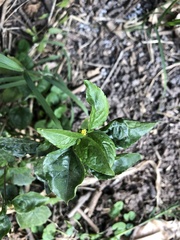 Galinsoga parviflora