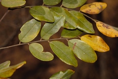 Dalbergia nitidula image