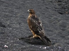 Buteo galapagoensis