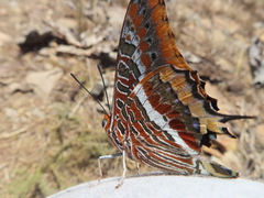 Charaxes jasius