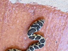 Hemorrhois hippocrepis