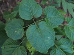 Clerodendrum