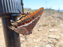 Charaxes jasius