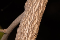 Dalbergia nitidula image