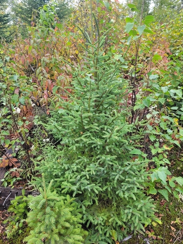 Black spruce (Picea mariana)