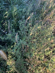 Ambrosia artemisiifolia