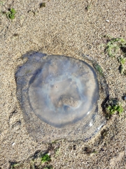Rhizostoma pulmo