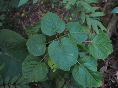 Clerodendrum
