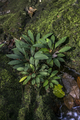 Rhynchopyle viridistigma