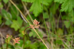 Leptarrhena pyrolifolia