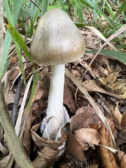 Amanita submembranacea
