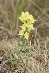 Linaria vulgaris