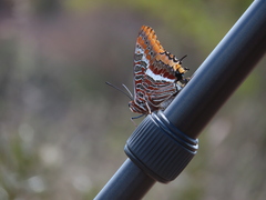 Charaxes jasius