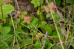 Leptarrhena pyrolifolia